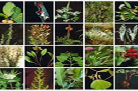 پژوهش بر 30 نوع گونه دارویی در دهکده گیاهان دارویی جهاددانشگاهی خراسان جنوبی