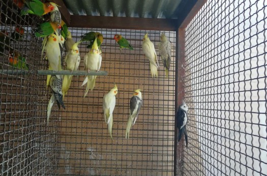 کشف دومین محموله غیرقانونی پرندگان زینتی طی دو هفته گذشته در بیرجند