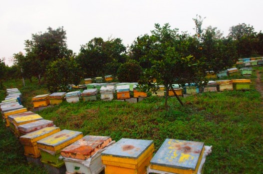 فعالیت بیش از ۲۰ مورد زنبورستان فعال در شهرستان سربیشه