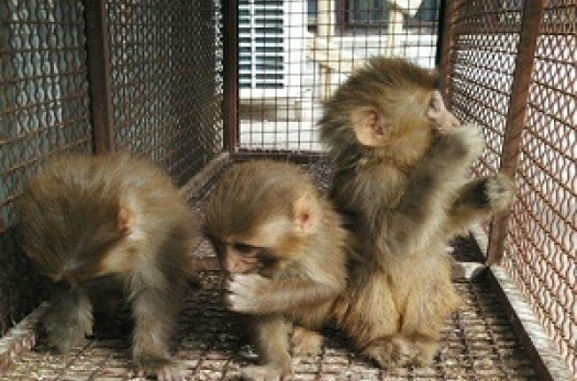 محموله غیرقانونی سه قلاده میمون در خراسان‌جنوبی کشف شد