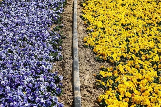 ۱۵۵ هزار نشاء گل فصلی در فضای سبز مرکز استان خراسان جنوبی کاشته شد