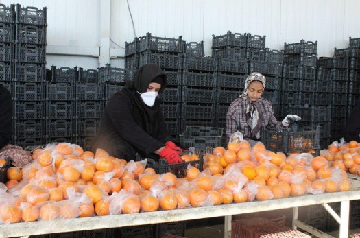 عرضه میوه عید، 15 درصد کمتر از قیمت بازار در خراسان جنوبی