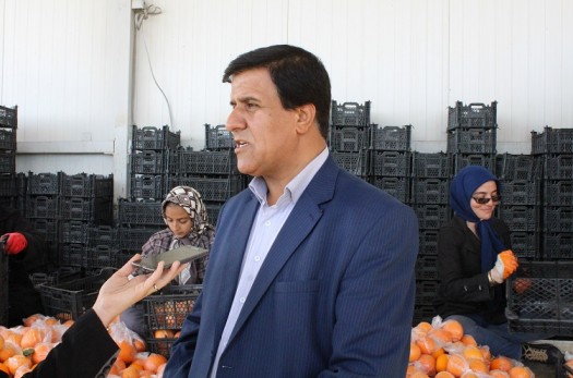 600 تن میوه تنظیم بازار در خراسان‌جنوبی توزیع می‌شود