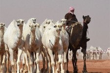 خراسان‌ جنوبی ۱۹۰ هزار تن تولیدات دامی در سال دارد