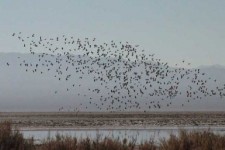 تالاب کجی محلی امن برای پرندگان مهاجر آبزی