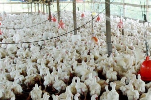 حال ناخوش صنعت مرغ در ‌خراسان جنوبی؛ تعطیلی واحدها یکی پس از دیگری