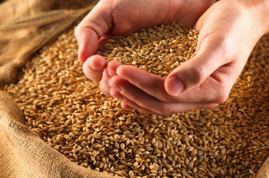 پیش‌بینی تولید ۶۵ هزار تن گندم در استان خراسان جنوبی