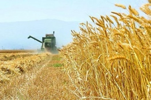 پیش بینی خرید بیش از 2 هزار تن گندم مازاد بر مصرف کشاورزان