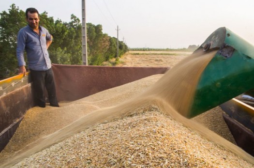 کرایه حمل گندم به کشاورزان پرداخت می شود