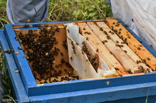 طرح مراقبت فعال از زنبورستان های خراسان جنوبی اجرا می شود