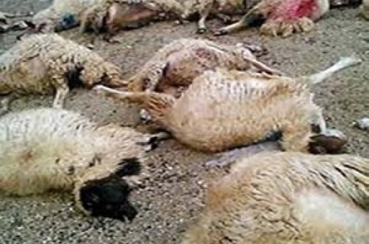 تلف شدن 8 راس گوسفند در روستای بوشاد