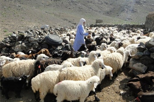 آبرسانی ماهانه به ۷ هزار نفر خانوار عشایری در خراسان جنوبی