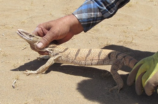 زنده گیری یک بزمجه در بیرجند