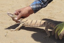 زنده گیری یک بزمجه در بیرجند