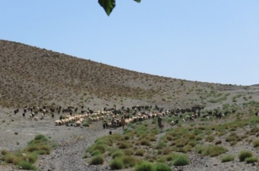 7000 خانوار عشایر خراسان جنوبی دغدغه آب دارند