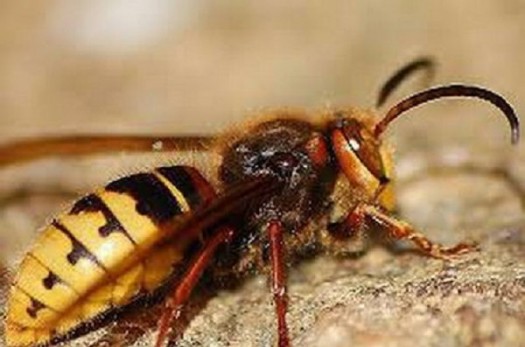 تولید سرباز زنبوری در اولین انسکتاریوم خصوصی سربیشه