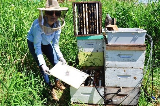 تأثیر منفی گرما برتولید عسل/تمهیدات ویژه در زنبورستان‌ها اجرا شود