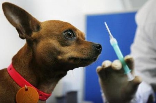 واکسیناسیون رایگان 340 قلاده سگ علیه بیماری هاری در نهبندان