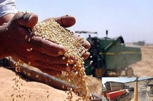 پیش‌بینی خرید ۲۰ هزار تن گندم از کشاورزان خراسان‌جنوبی/ فعالیت ۲۱ مرکز برای خرید تضمینی