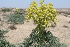 ۱۰۰ هزار هکتار از اراضی خراسان‌جنوبی زیرکشت آنغوزه/ اشتغال‌زایی برای ۱۰۰۰ خانوار