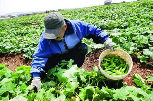 3807 طرح کشاورزی خراسان جنوبی در سامانه کارا ثبت شد