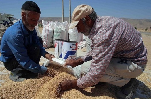 ۱۰ هزار تن گندم از کشاورزان خراسان جنوبی خریداری شد