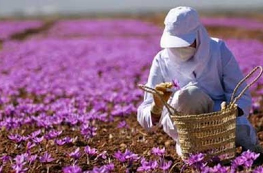 تولید زعفران ارگانیک، راز رونق کشاورزی و داروسازی در خراسان جنوبی