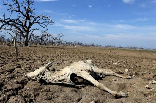 نبرد نابرابر خشکسالی با گونه‌های زیستی و جانوری