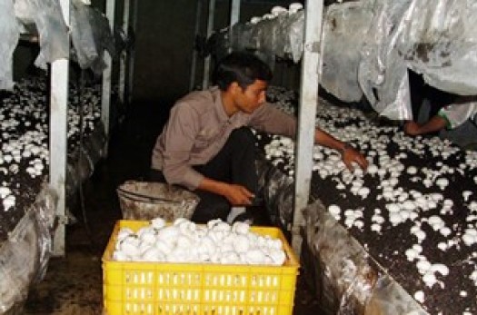 تولید سالانه ۲۰۰ تن قارچ توسط جوان آیسکی/ گلایه از سنگ‌اندازی بانک‌ها جلوی پای کارآفرینان
