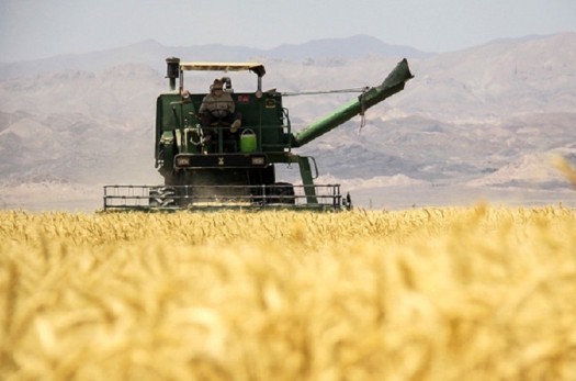 10 هزار تن گندم از کشاورزان خراسان جنوبی خریداری شد