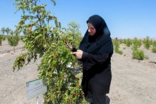 نگاهی نوین به ماندگاری محصول استراتژیک خراسان جنوبی با طرح "اثر بسته بندی و زمان انبارداری عناب" جهاددانشگاهی