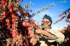 سود کشاورزان به جیب دلالان می‌رود/ گرفتاری تولیدکنندگان در پیچ و خم‌های اداری