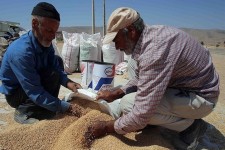 ۸۵ درصد مطالبات گندم کاران خراسان جنوبی پرداخت شد