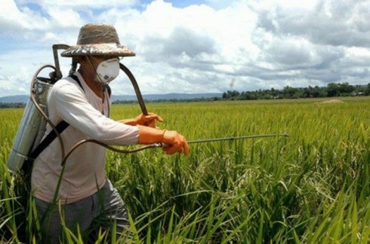 2100 هکتار از مزارع سرایان با طرح مبارزه تلفیقی با آفات حفاظت می‌شوند