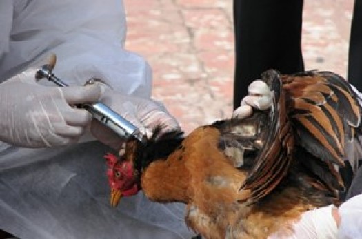 موردی از آنفولانزای فوق‌حاد پرندگان در استان نداشتیم