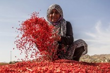 آغاز برداشت زرشک در خراسان‌جنوبی/ پیش‌بینی برداشت ۱۹ هزار تن زرشک