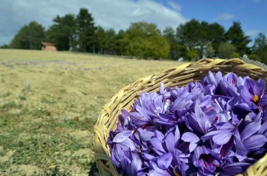 ۱۵ درصد زعفران کشور در خراسان جنوبی تولید می‌شود