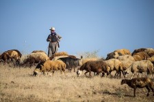 "خشکسالی و کم آبی" کاهش ۲۰ درصدی دام را در شهرستان درمیان رقم زد