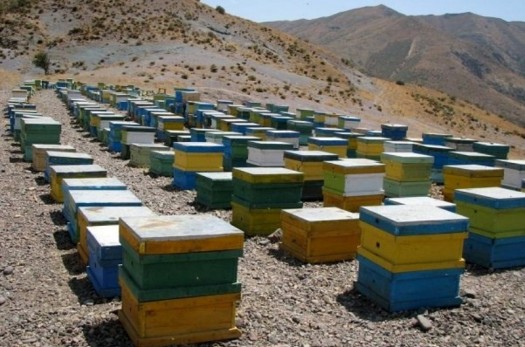 618 کلنی زنبور عسل در شهرستان درمیان فعال است