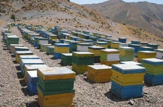 فعالیت ۶۱۸ کلنی زنبور عسل در شهرستان درمیان