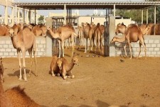 سرمایه گذاری ۷۰میلیون یورویی در بزرگترین پروژه پرورش شتر نهبندان