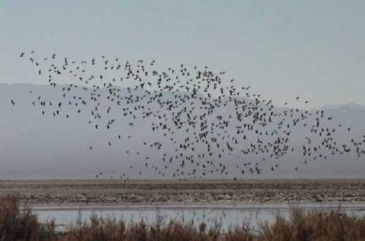 اولین گروه پرندگان مهاجر در تالاب کجی نمکزار فرود آمدند
