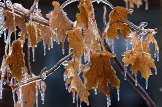 کاهش دما موجب یخبندان در خراسان جنوبی می‌شود