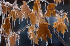 کاهش دما موجب یخبندان در خراسان جنوبی می‌شود