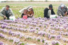 جشن برداشت طلای سرخ در سرایان برگزارشد