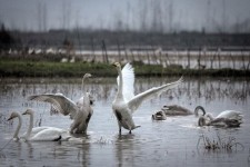 تالاب کجی نمکزار؛ جاذبه طبیعت‌گردی در خراسان جنوبی