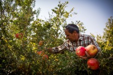 باغداران از نبود سردخانه و صنایع تبدیلی رنج می‌برند