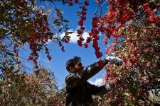 انتقال زرشک خراسان جنوبی به دیگر استان‌ها خطری در کمین روستاهای مرزی