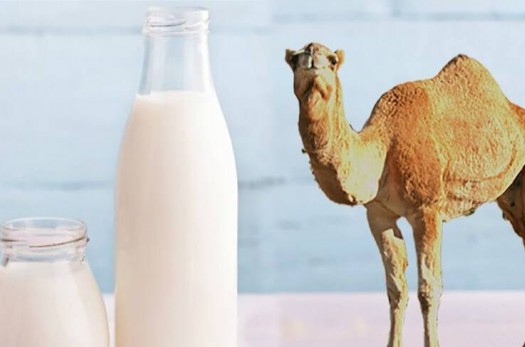 تولید شیر خشک شتر برای اولین بار در خراسان جنوبی