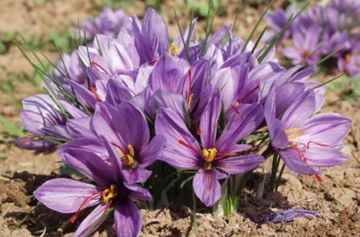 200 کیلوگرم گل زعفران در سرایان اهدا شد